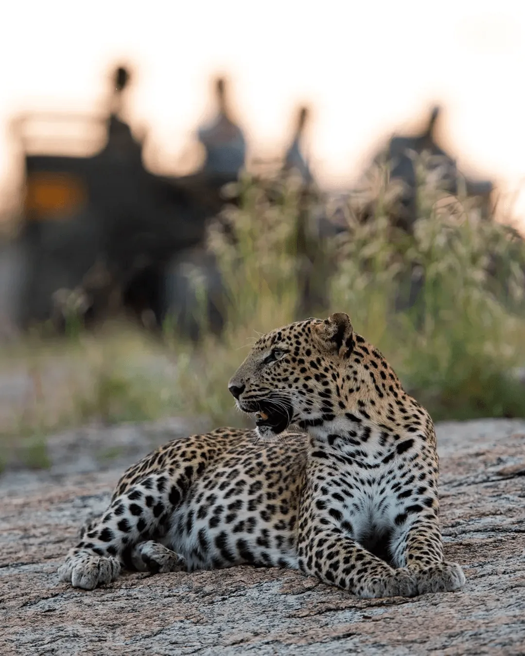 SUJÁN JAWAI Luxury Camp, Jawai Bandh