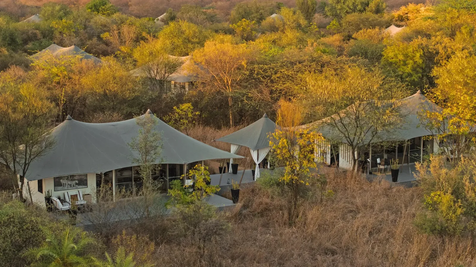 The ‘Felidae’ Suite