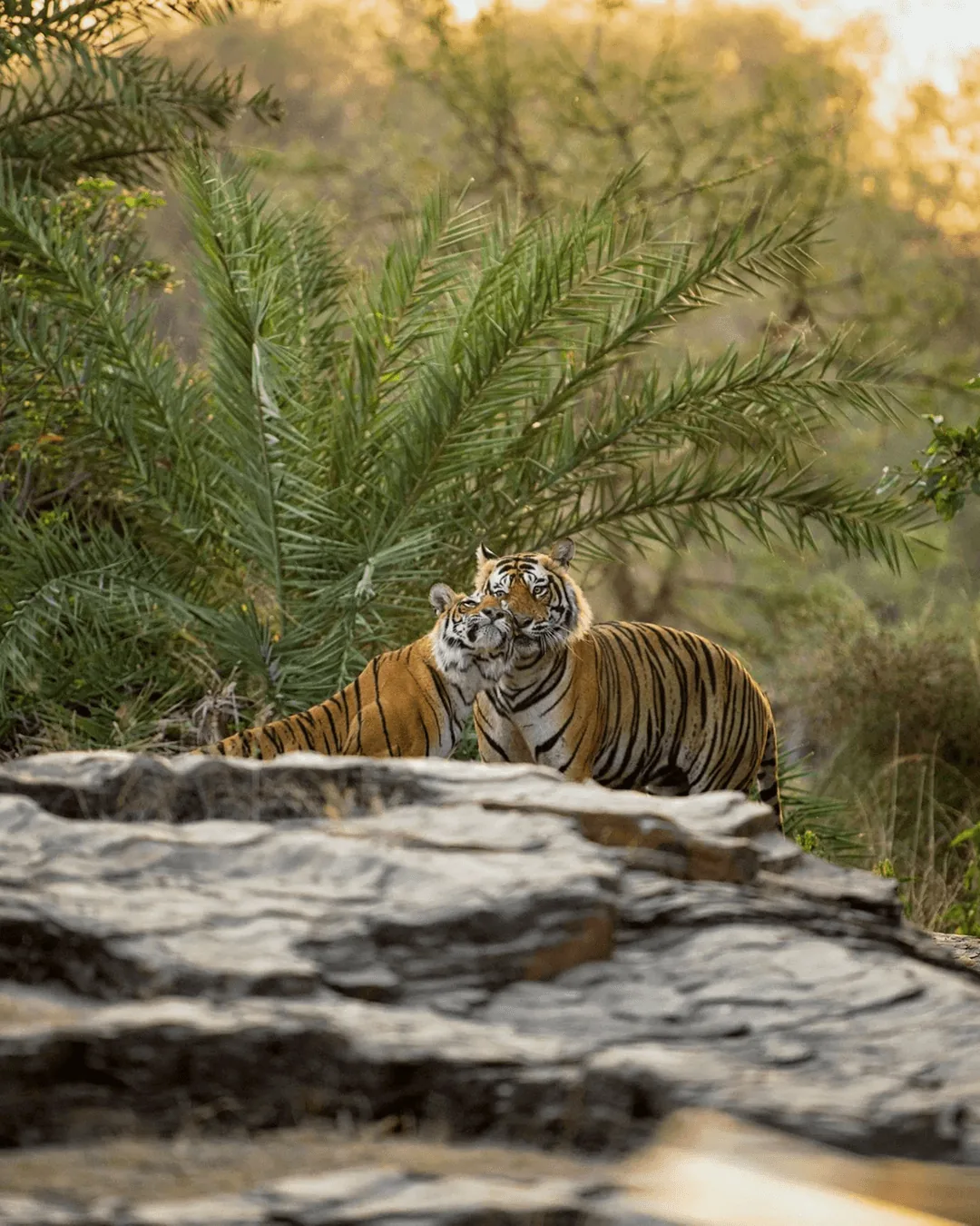 SUJÁN Sher Bagh tiger safari